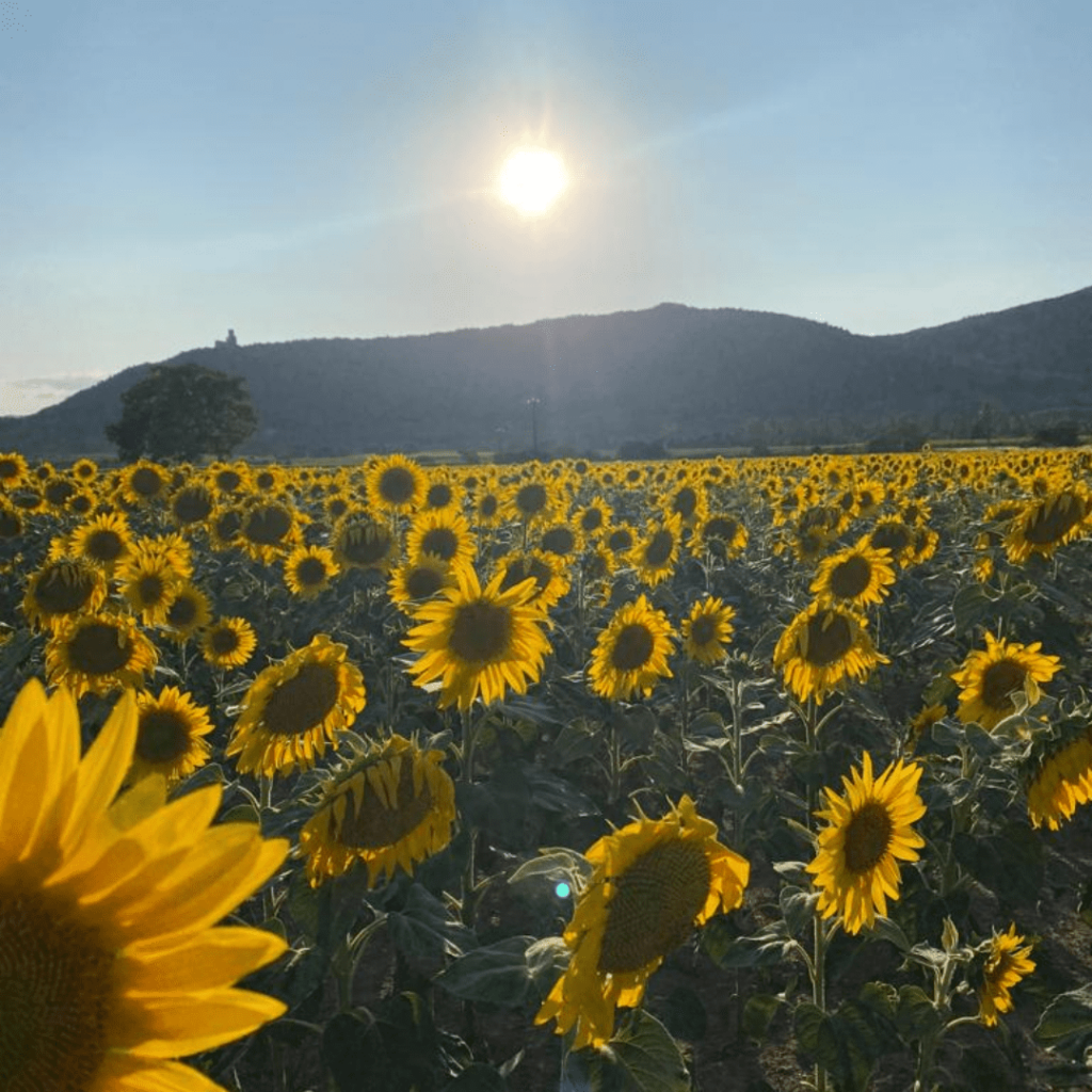 Champ de tournesols