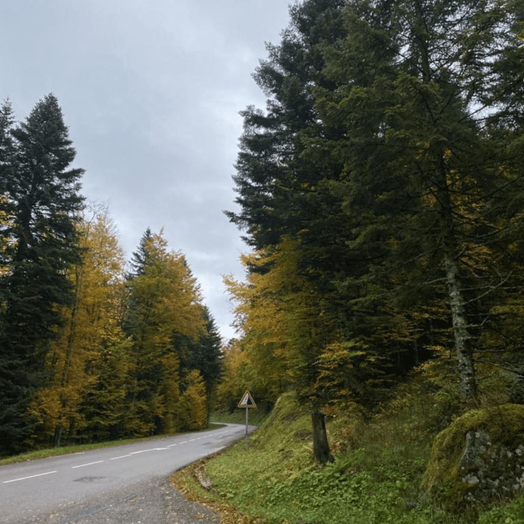 Forêt dans les Vosges : La Bresse.