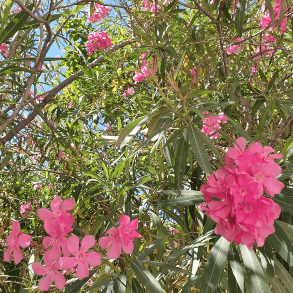 Fleurs
